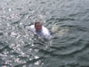 Oannes Swims