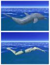Oannes Swims